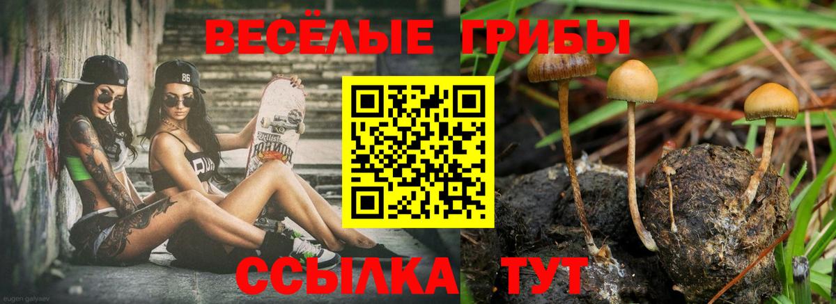 Псилоцибиновые грибы прущие грибы Гуково